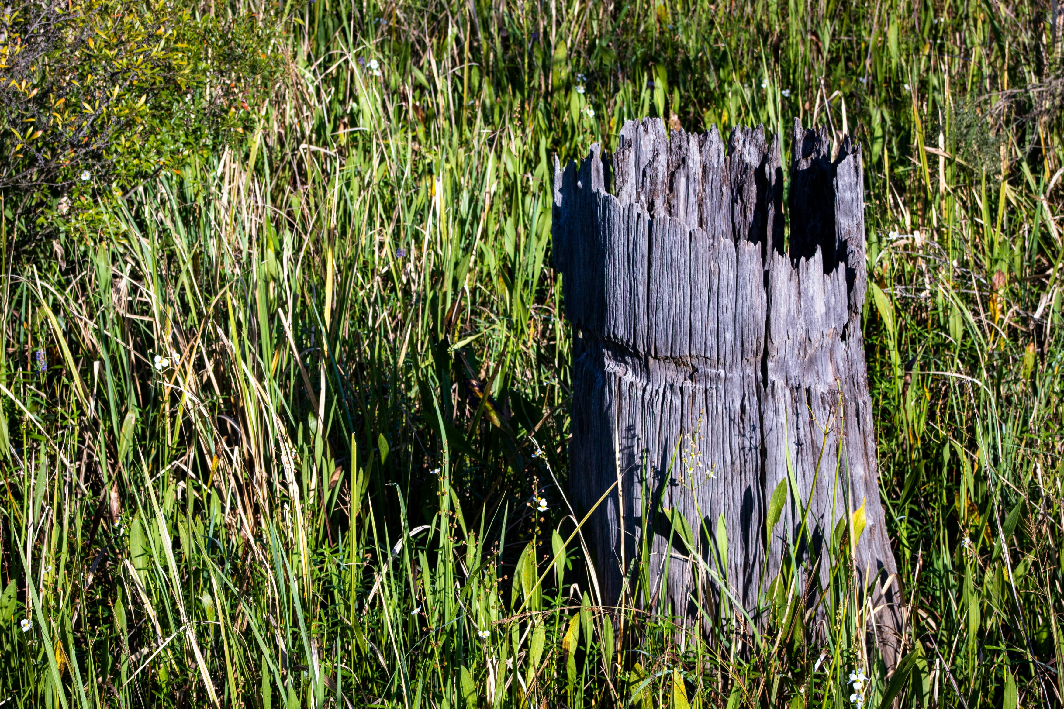 a wooden post in a field of tall grass