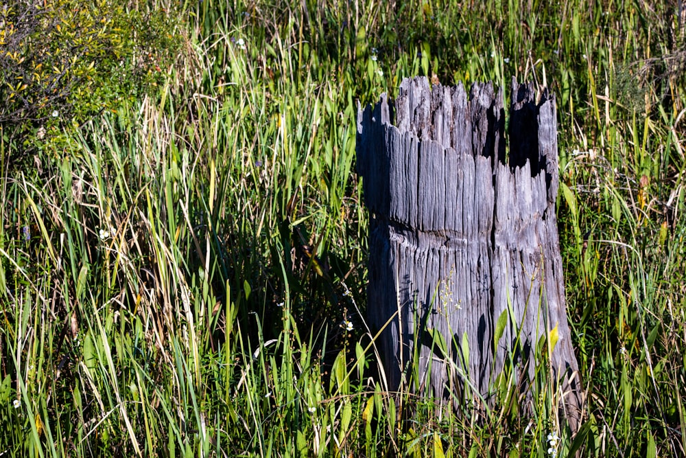 Un palo di legno in un campo di erba alta