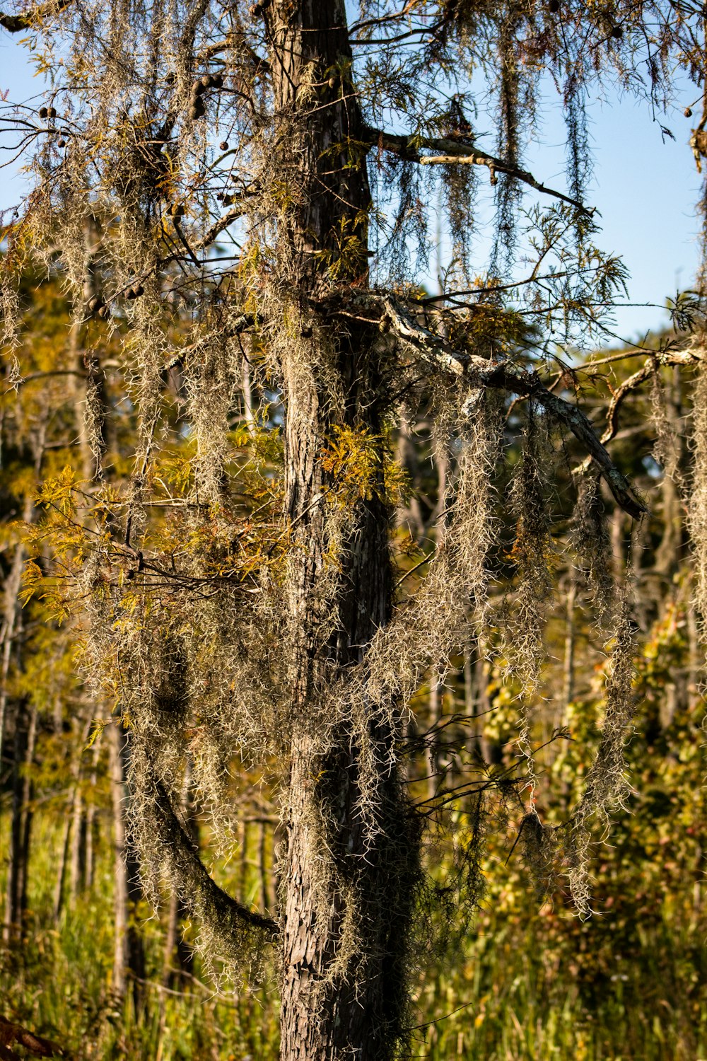 a tree with moss growing on it in a forest