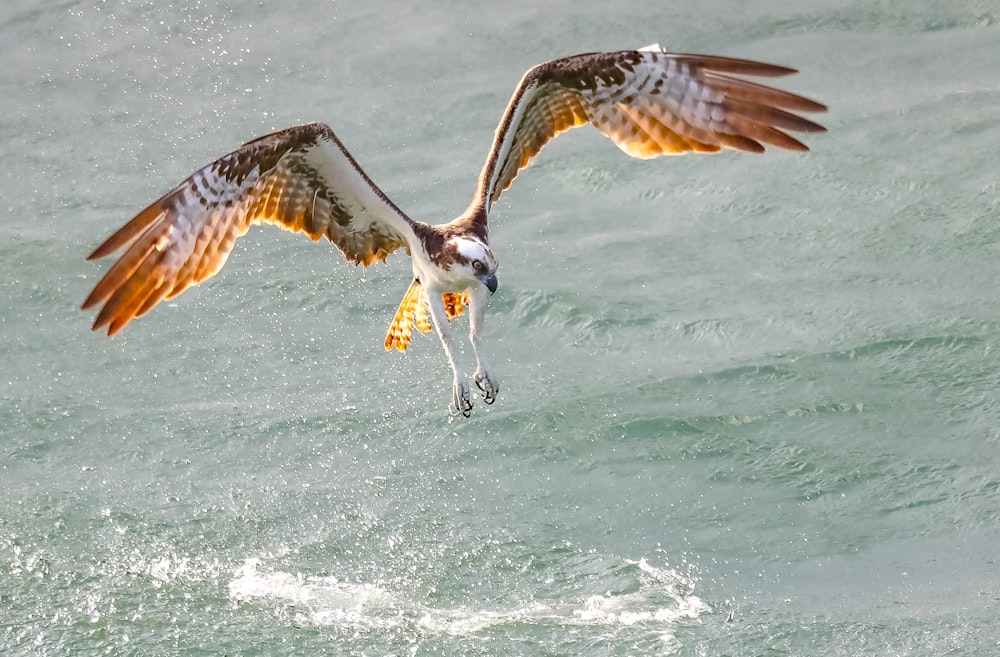 bird flying above body of water