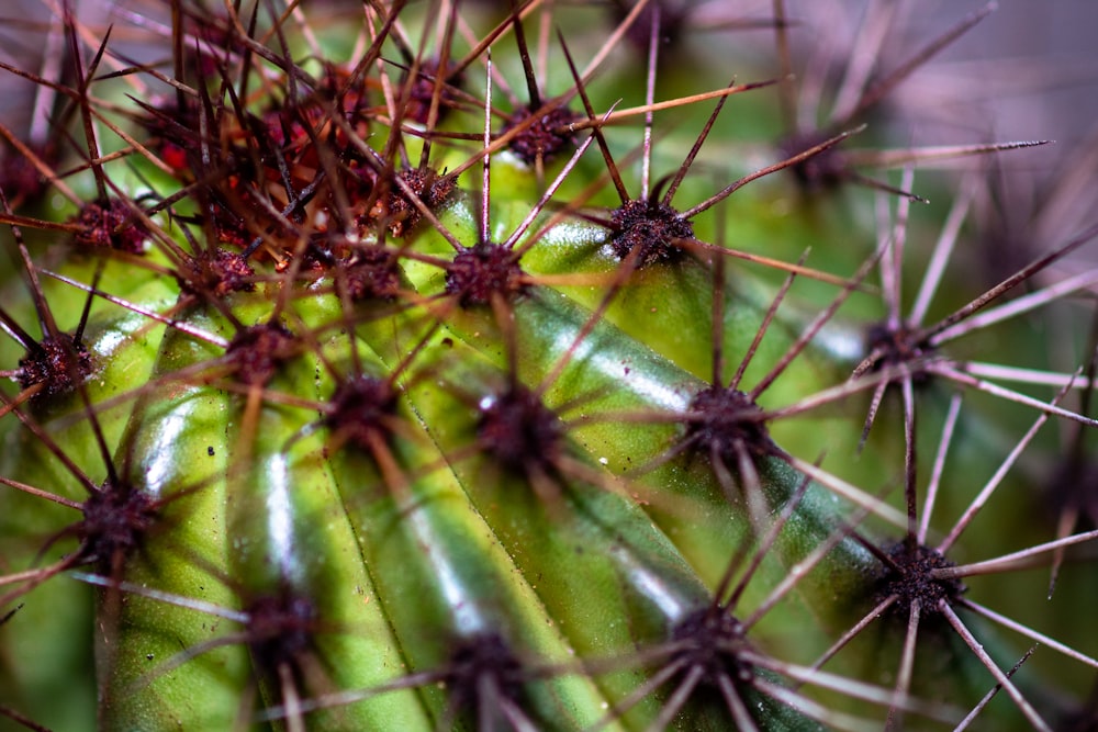 a close up of a green cactus with lots of spikes