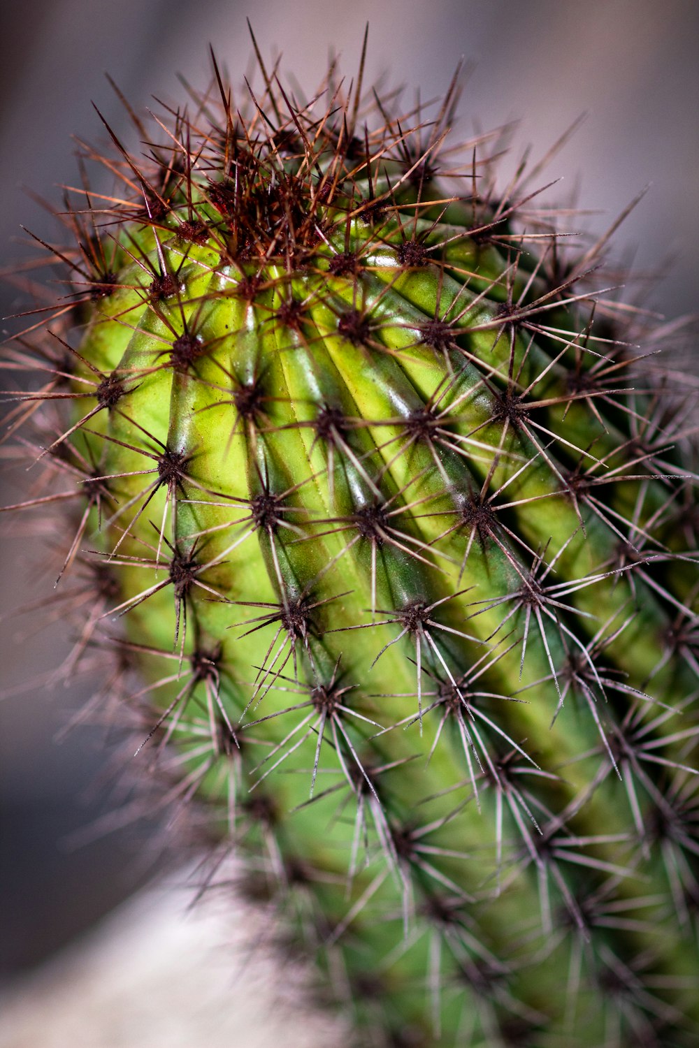 a close up of a green cactus plant