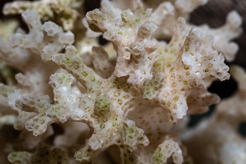 white and green coral