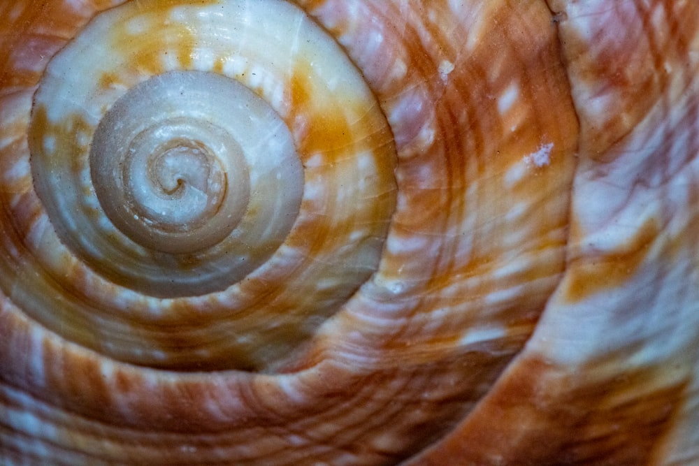 orange and white shell