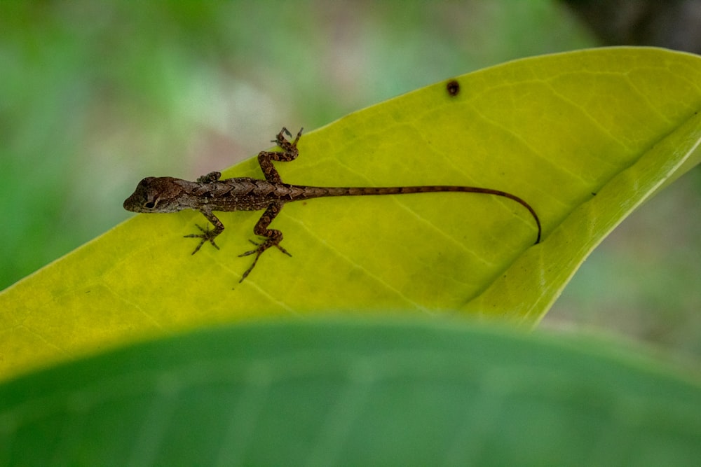 brown lizard on yellow leaf