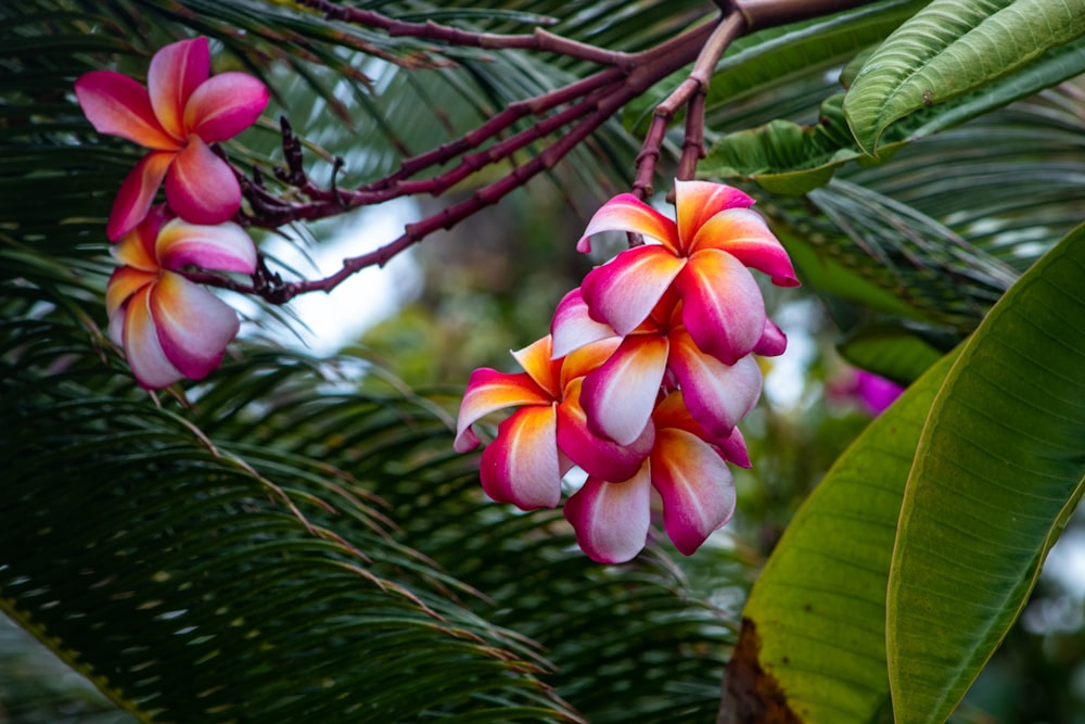 a bunch of flowers that are on a tree