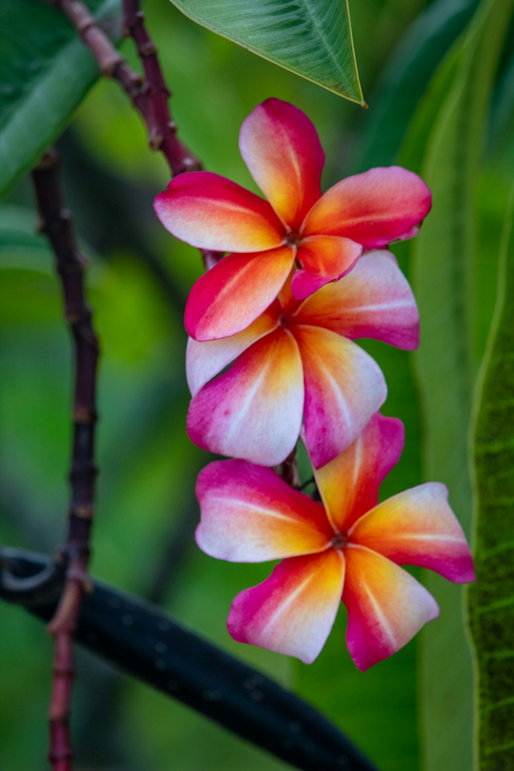 a close up of a flower on a tree