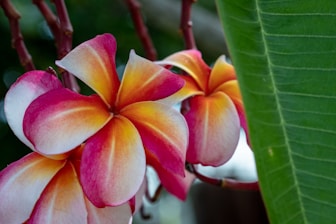 a close up of a flower on a plant