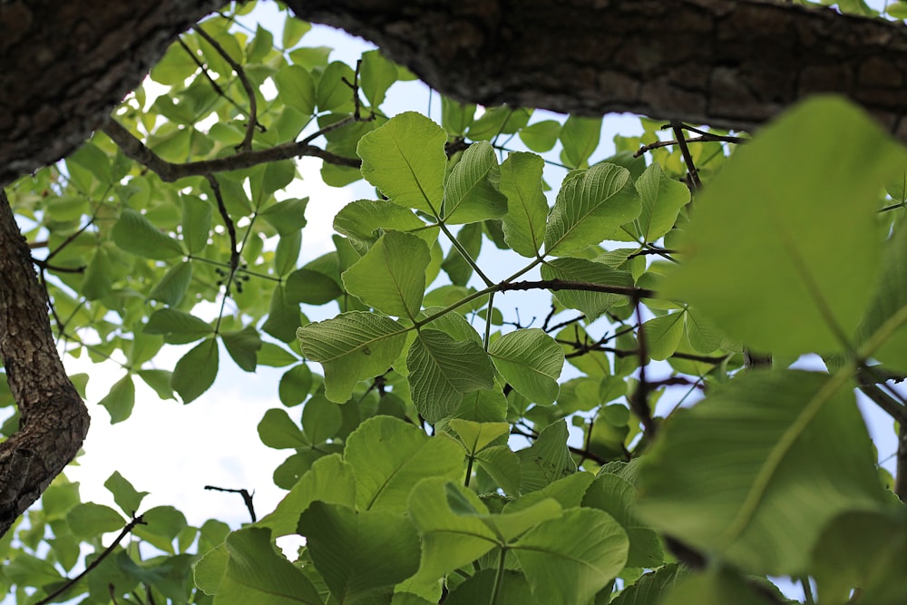 low-angle photography of green leafed tree