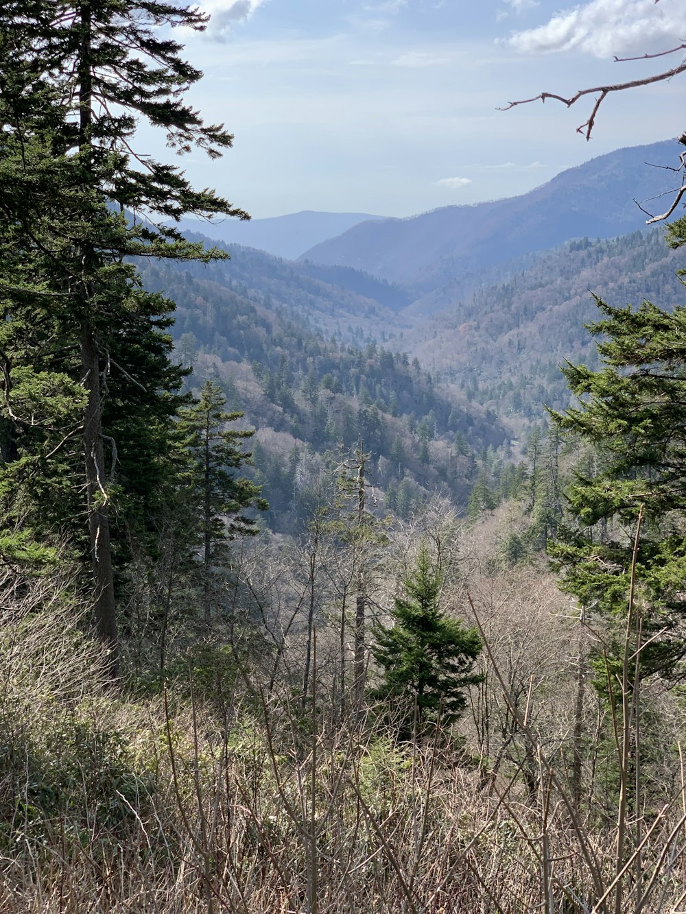 green-leafed trees during daytime