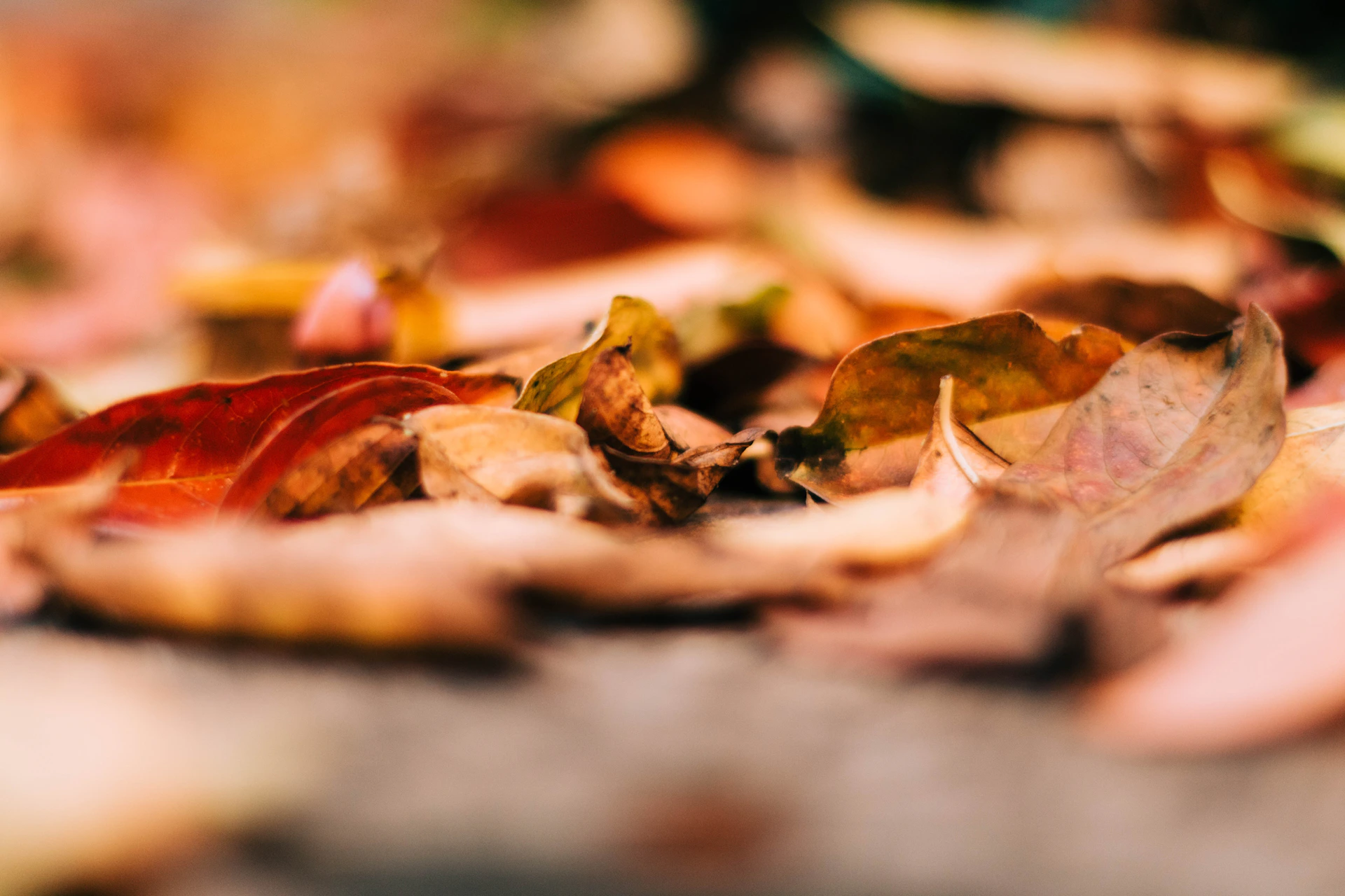 An artistic close-up of colorful autumn leaves scattered on a wooden path.