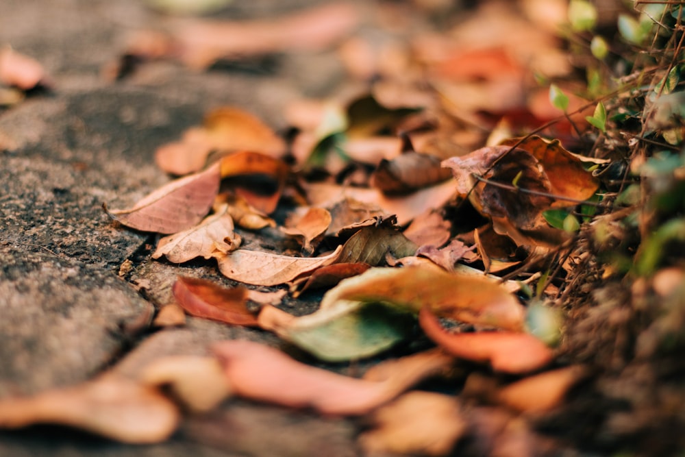 brown leaf