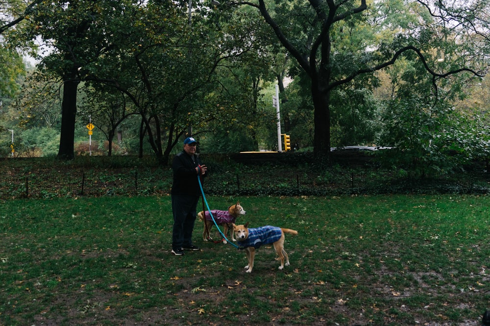 man walking two dogs in a park