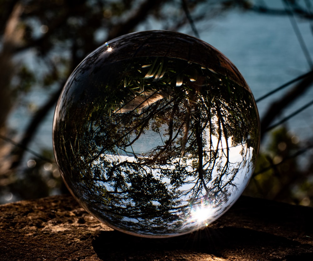 globe d’eau claire affichant des arbres