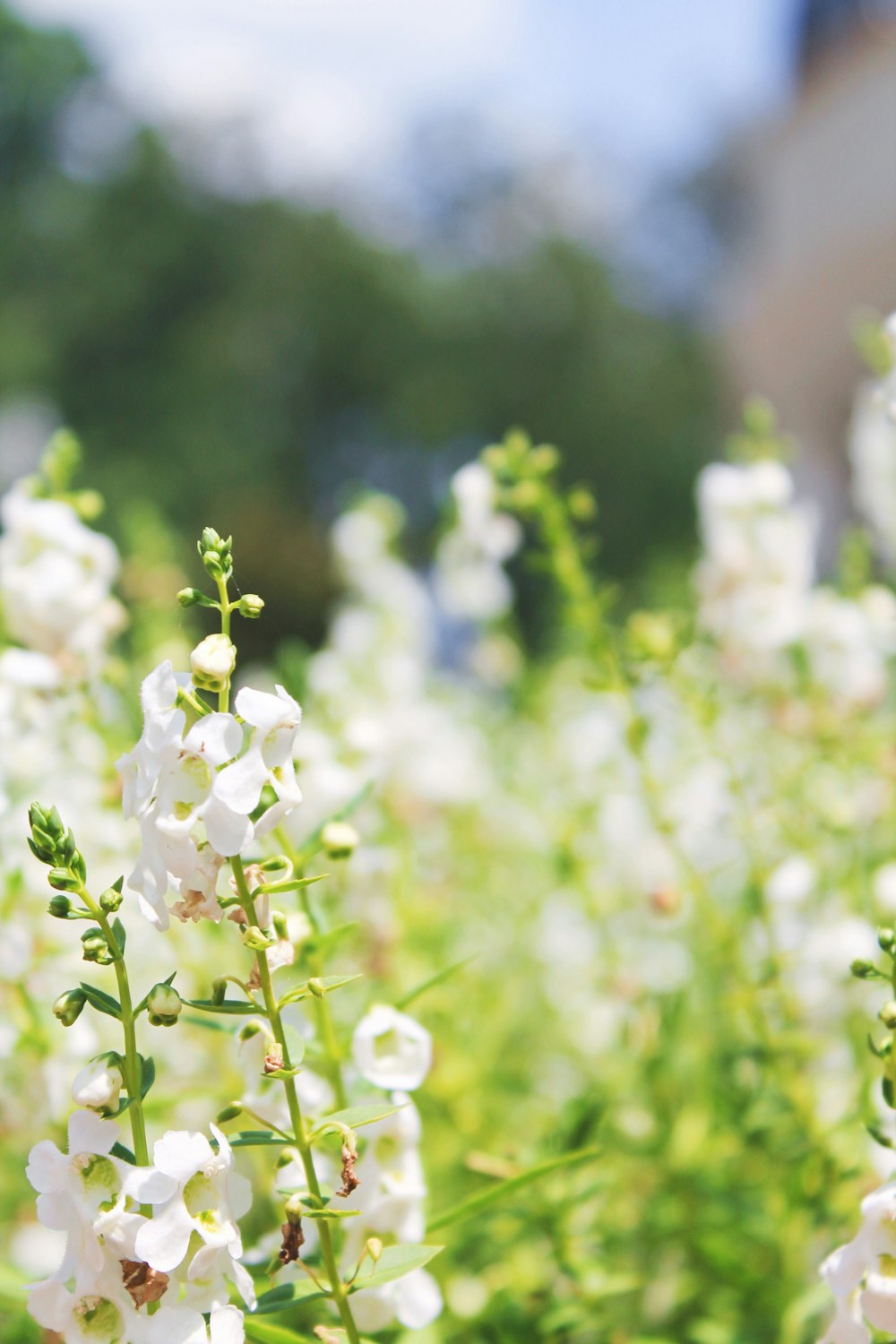 white petaled flower