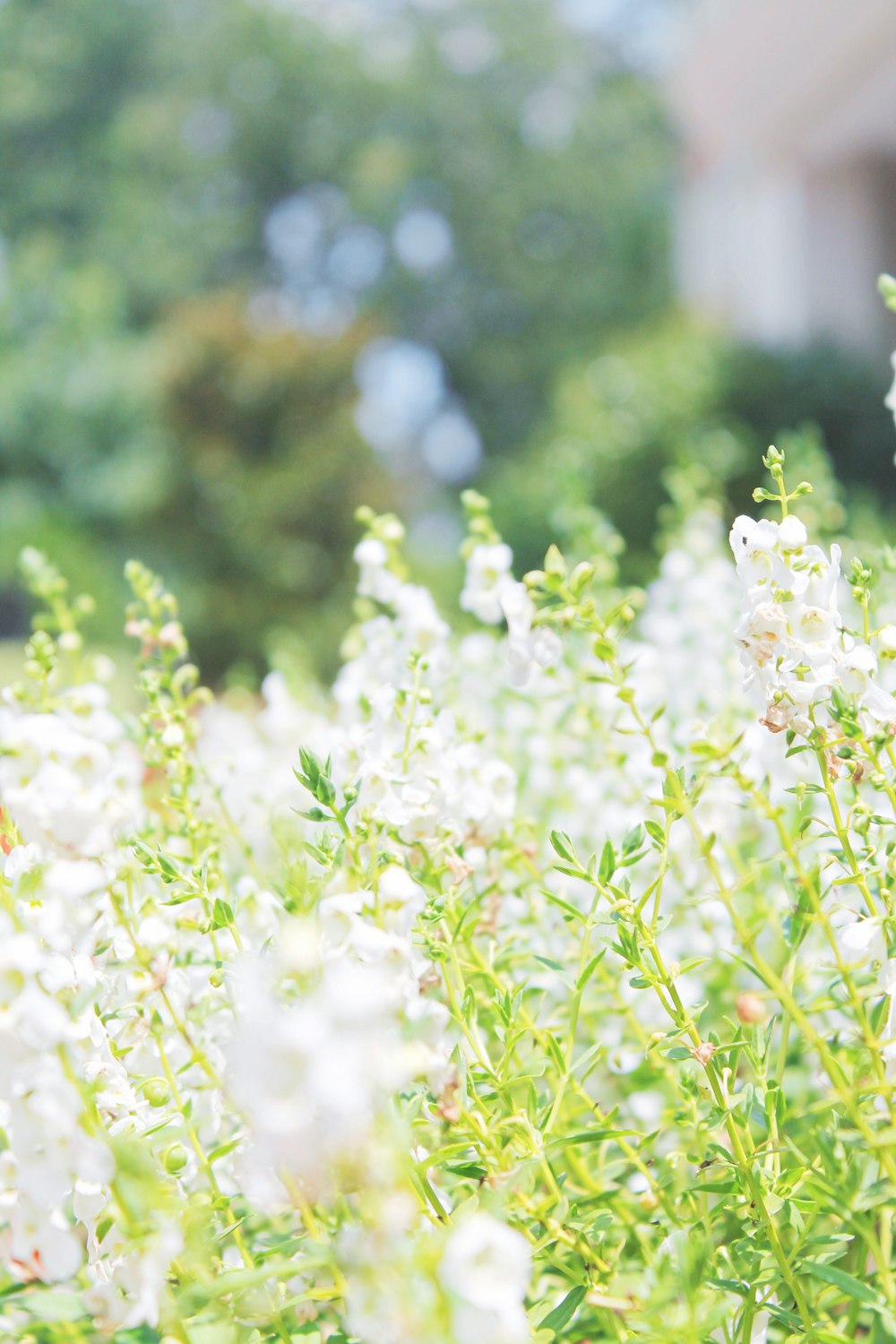 white petaled flowers during daytime