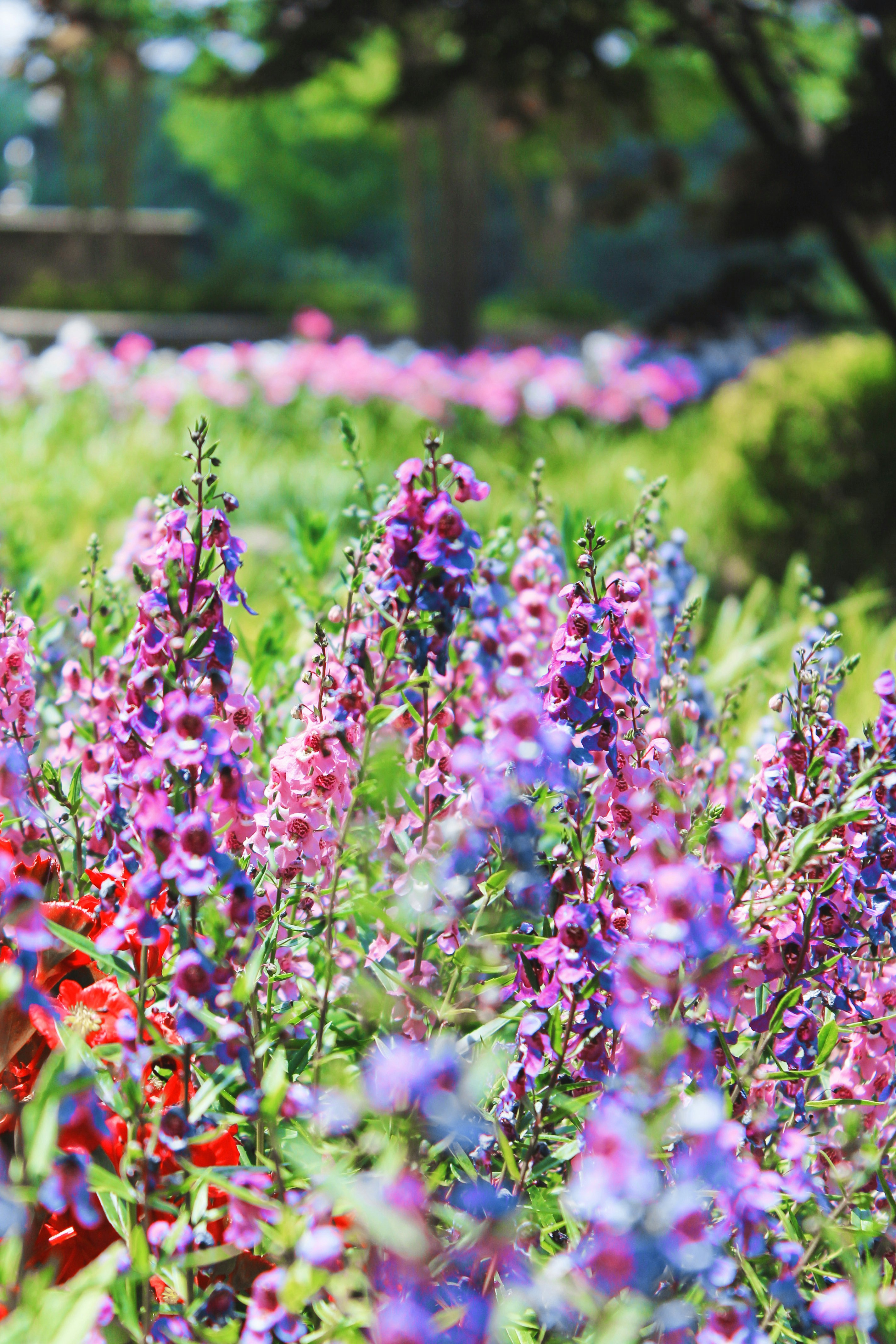 Photo by theallierose