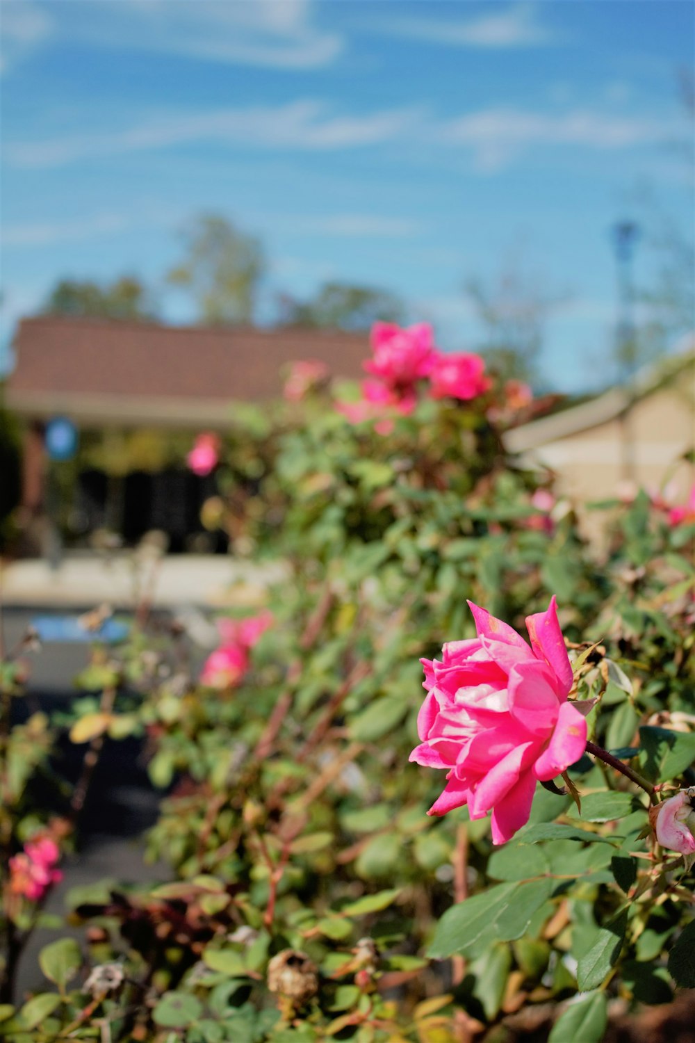 pink petaled flowers