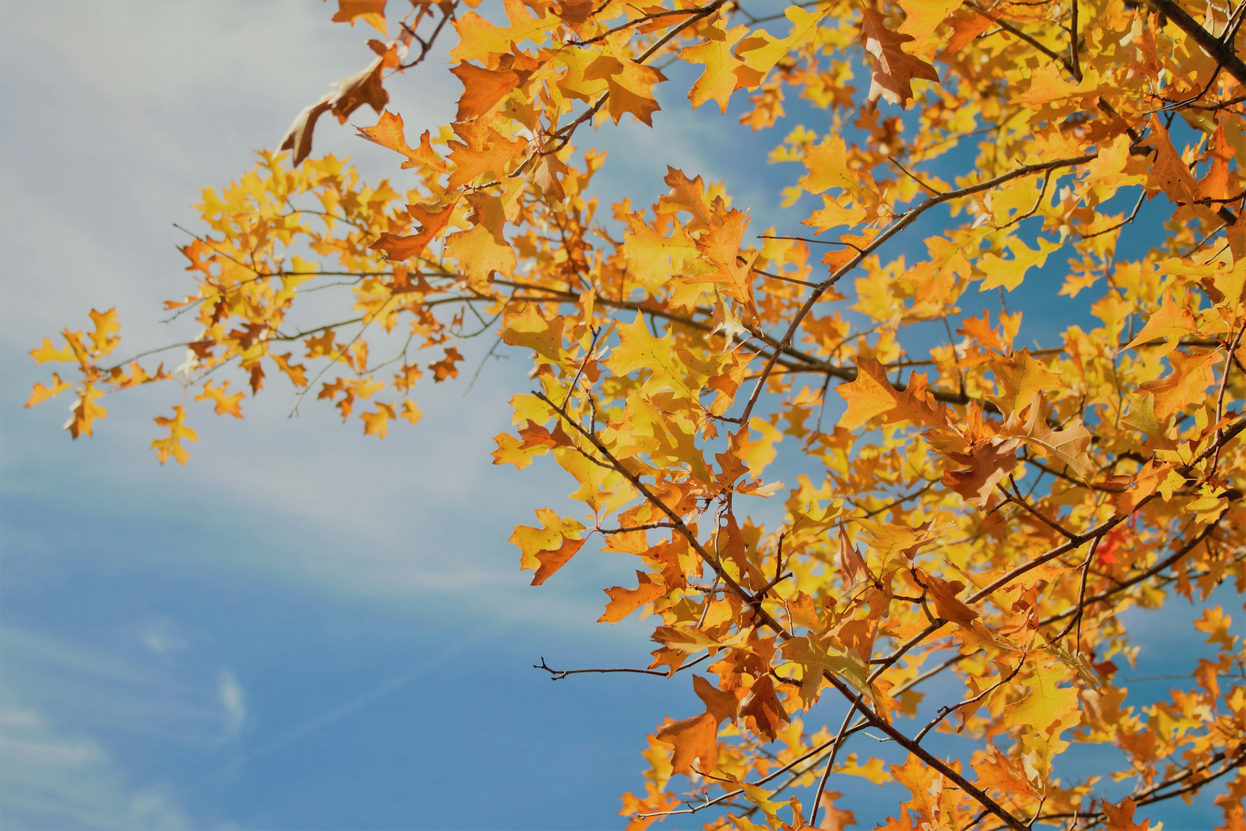 Photo by theallierose