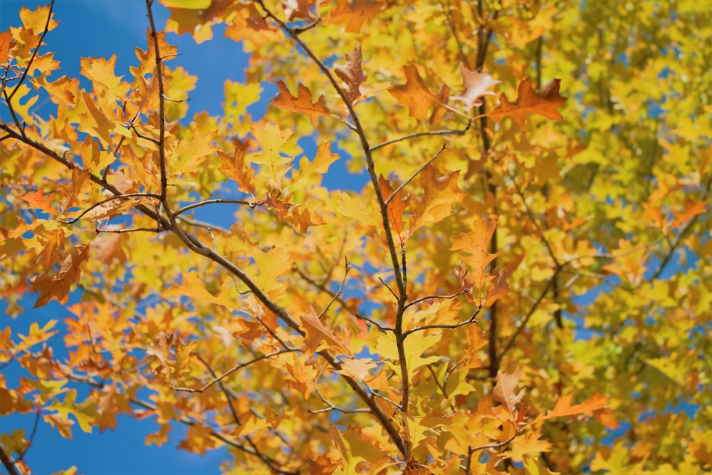 low-angle photography of brown leafed tree