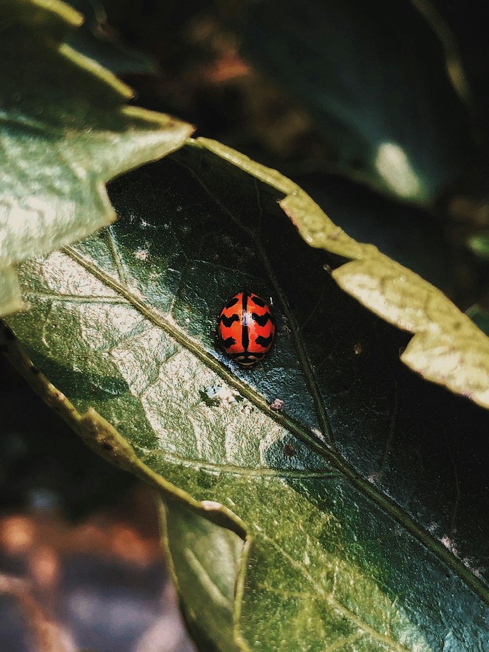 orange and black insect