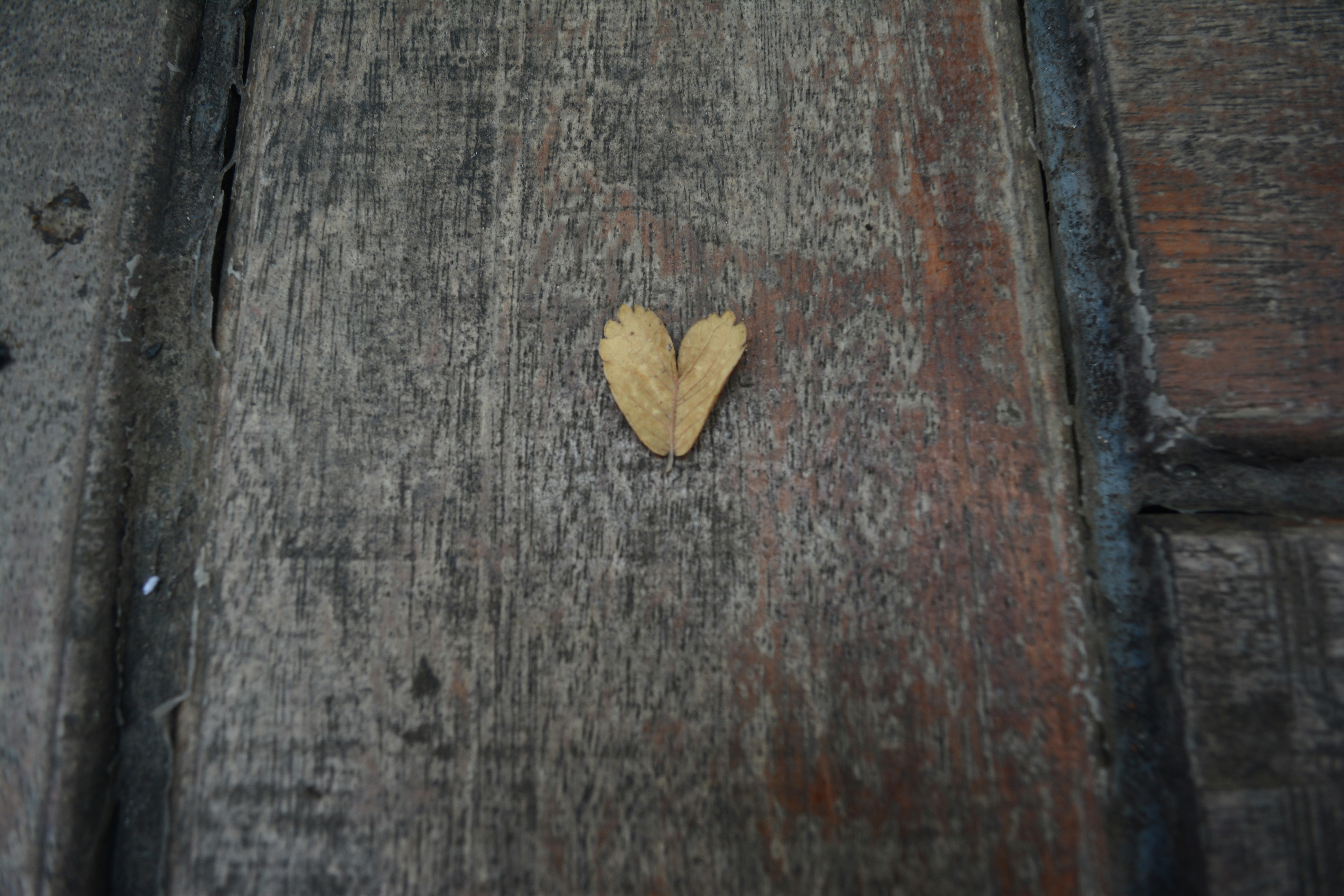 木の表面にハート型のデザイン
