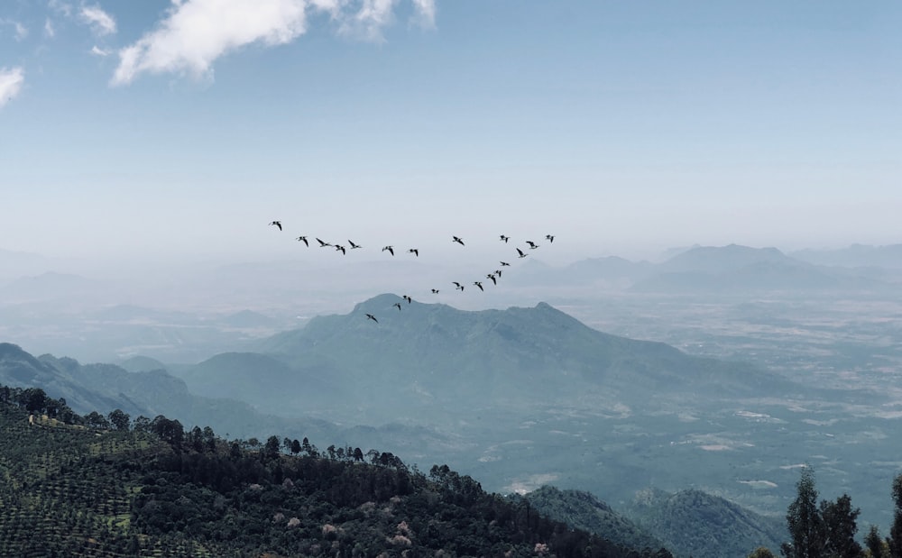 midair birds and mountain scnery