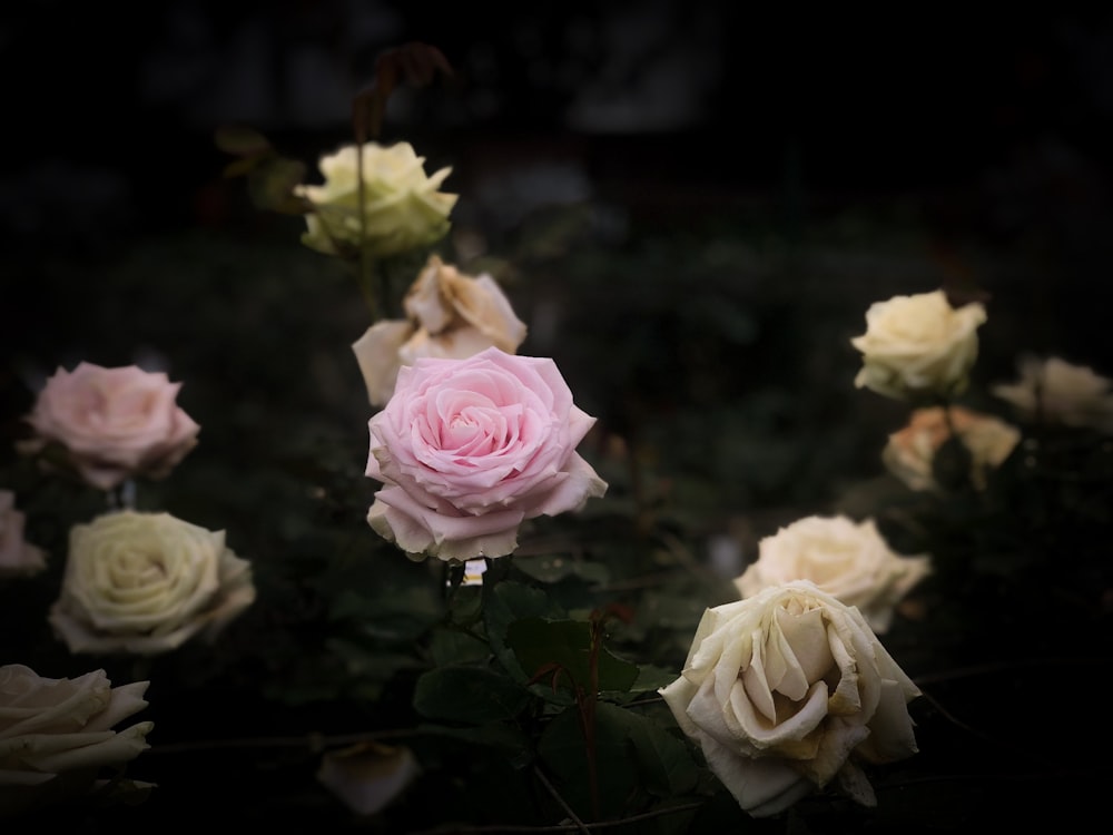 pink-petaled flower