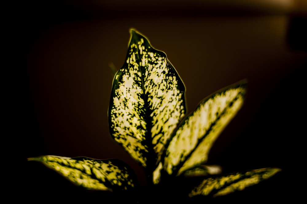 green dumb cane plant