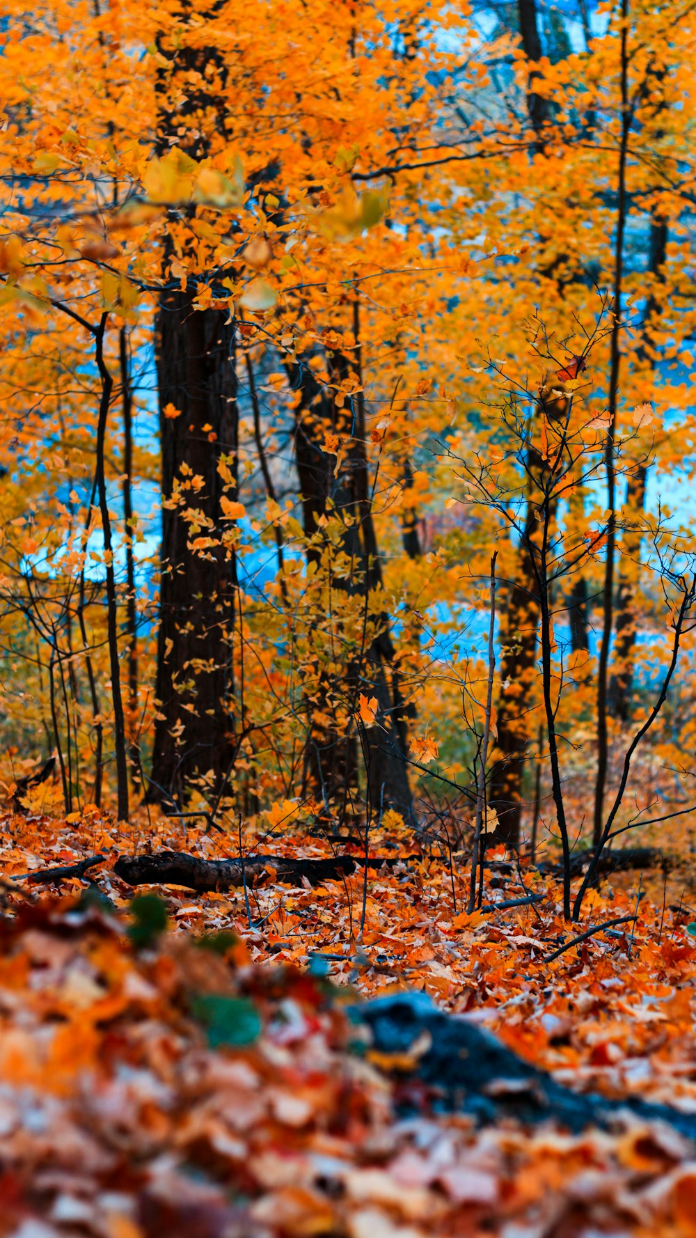 yellow-leaved trees