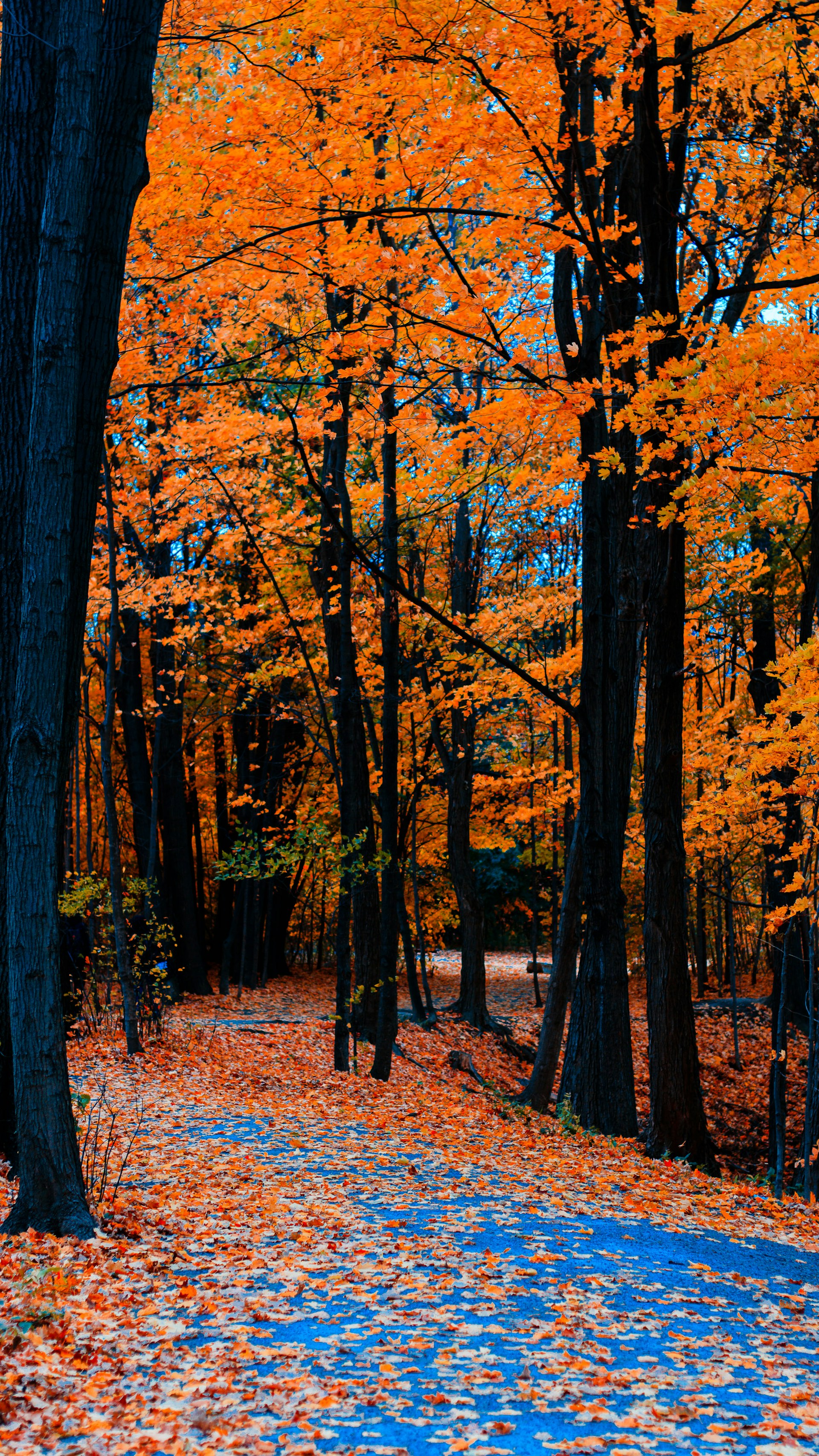 fallen leaves on footpath