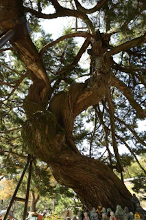 An imposing golden tree with sprawling branches, surrounded by medieval fantasy elements like dragons and knights etched on ancient parchment.