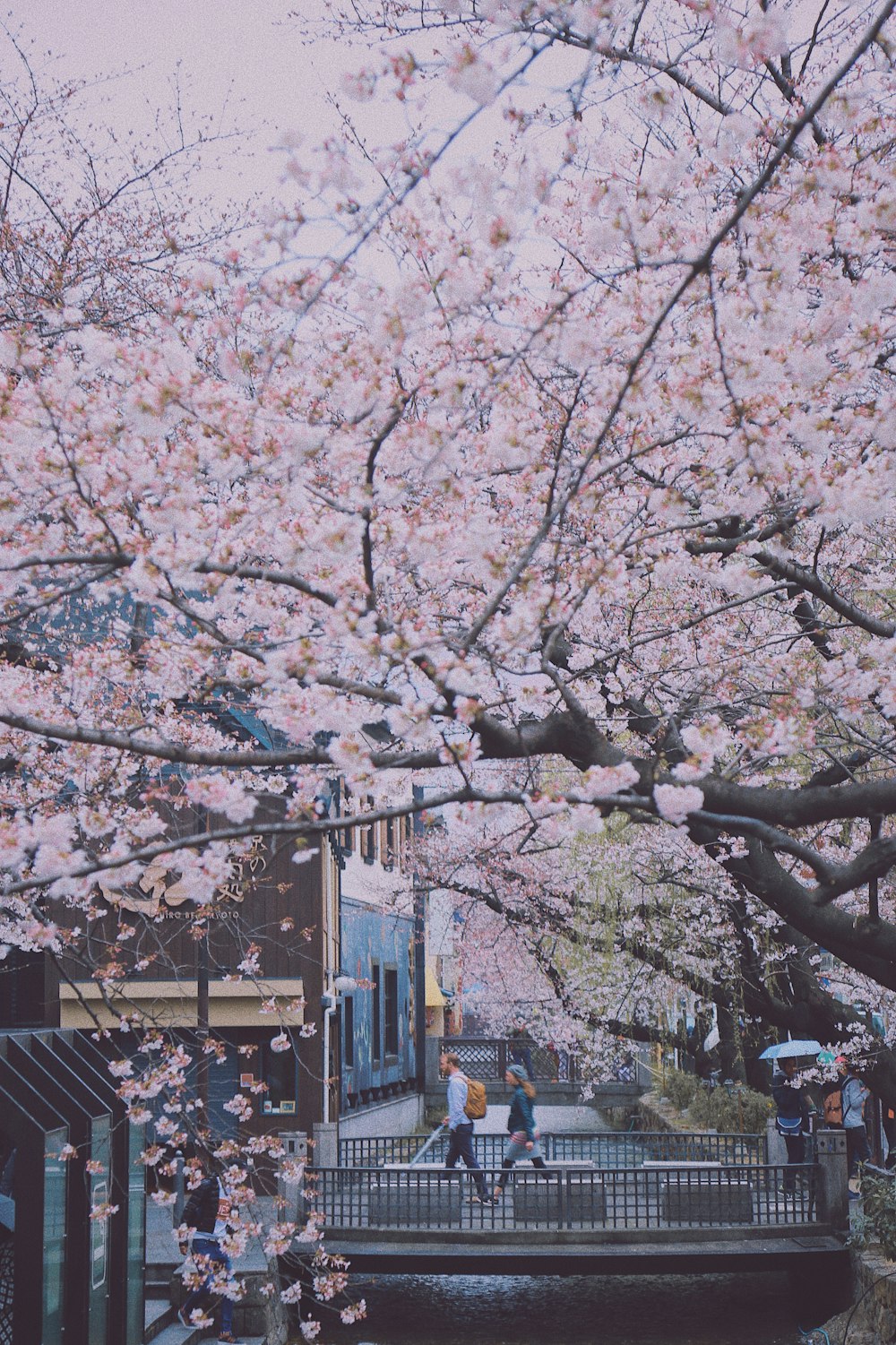 pink blossom tree