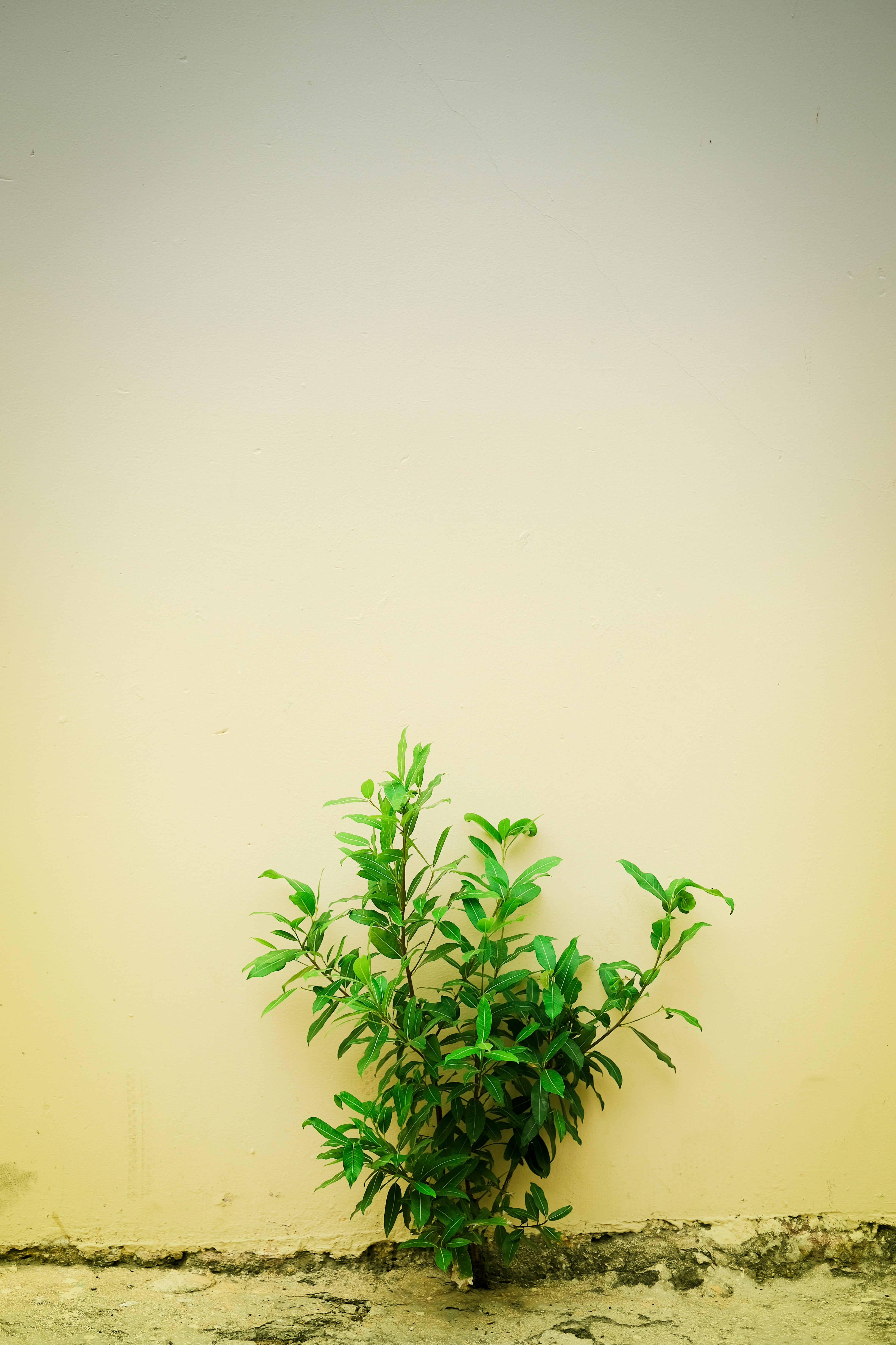 Manfaat Replant