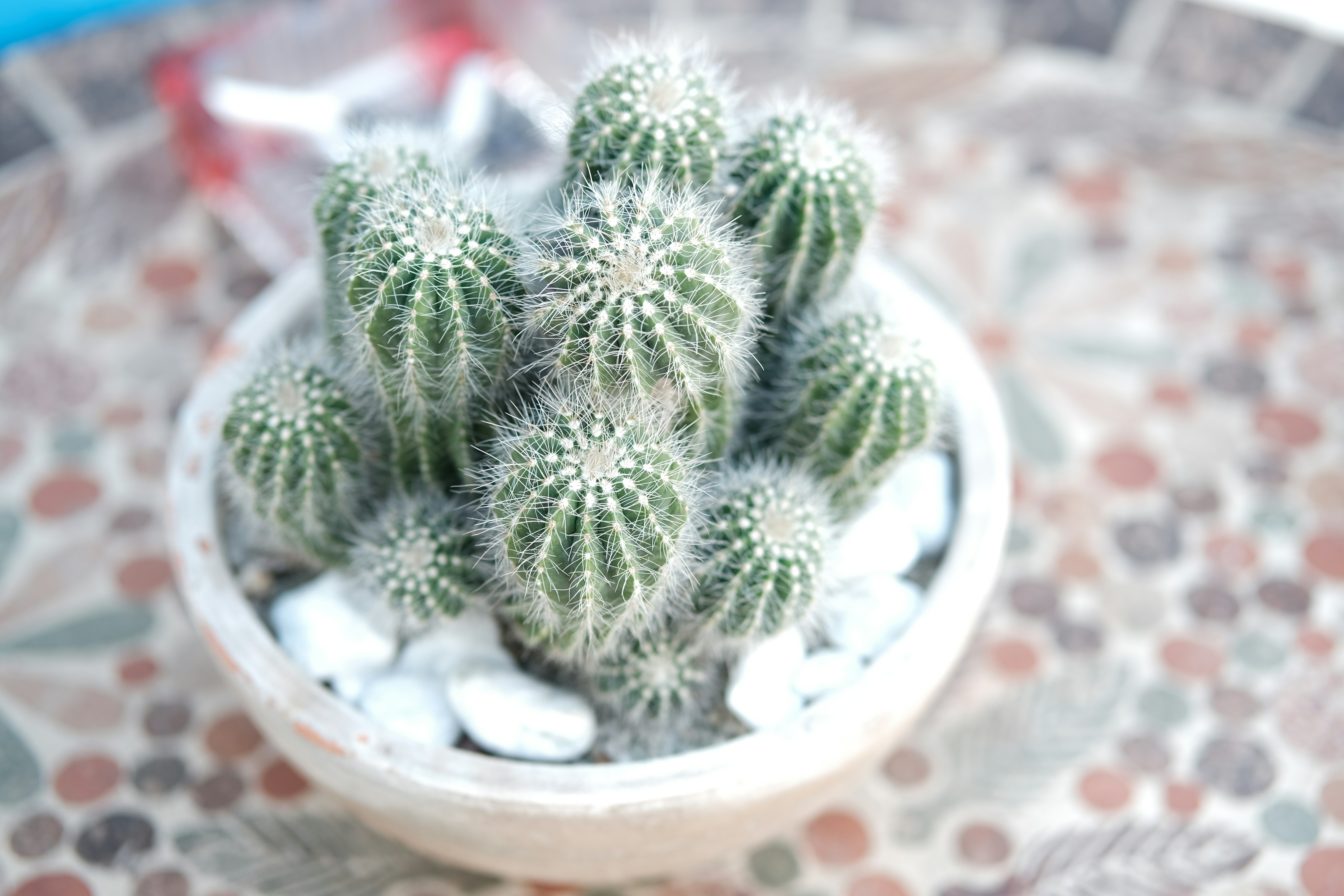 Photo by renichinguyen