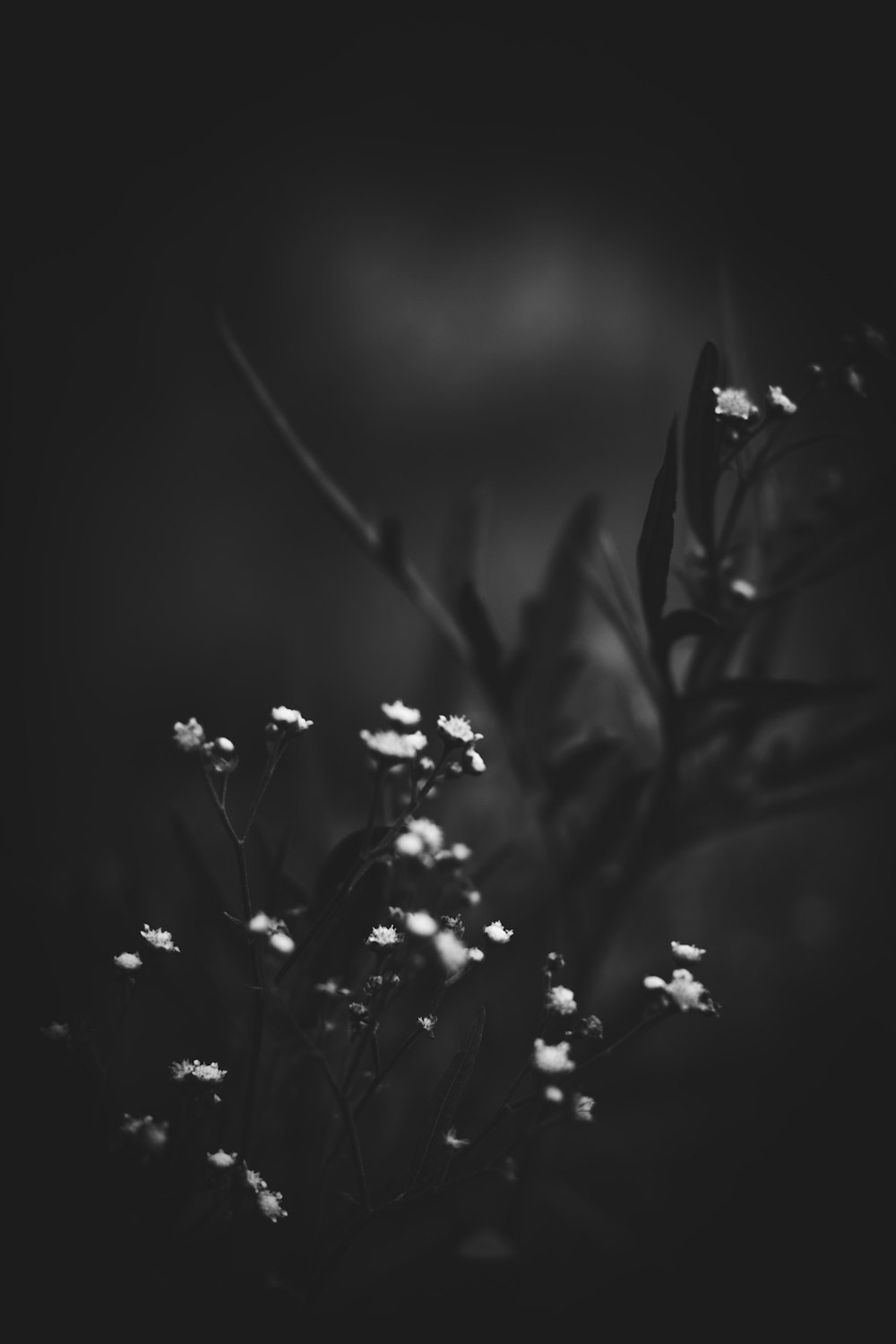 white petaled flower