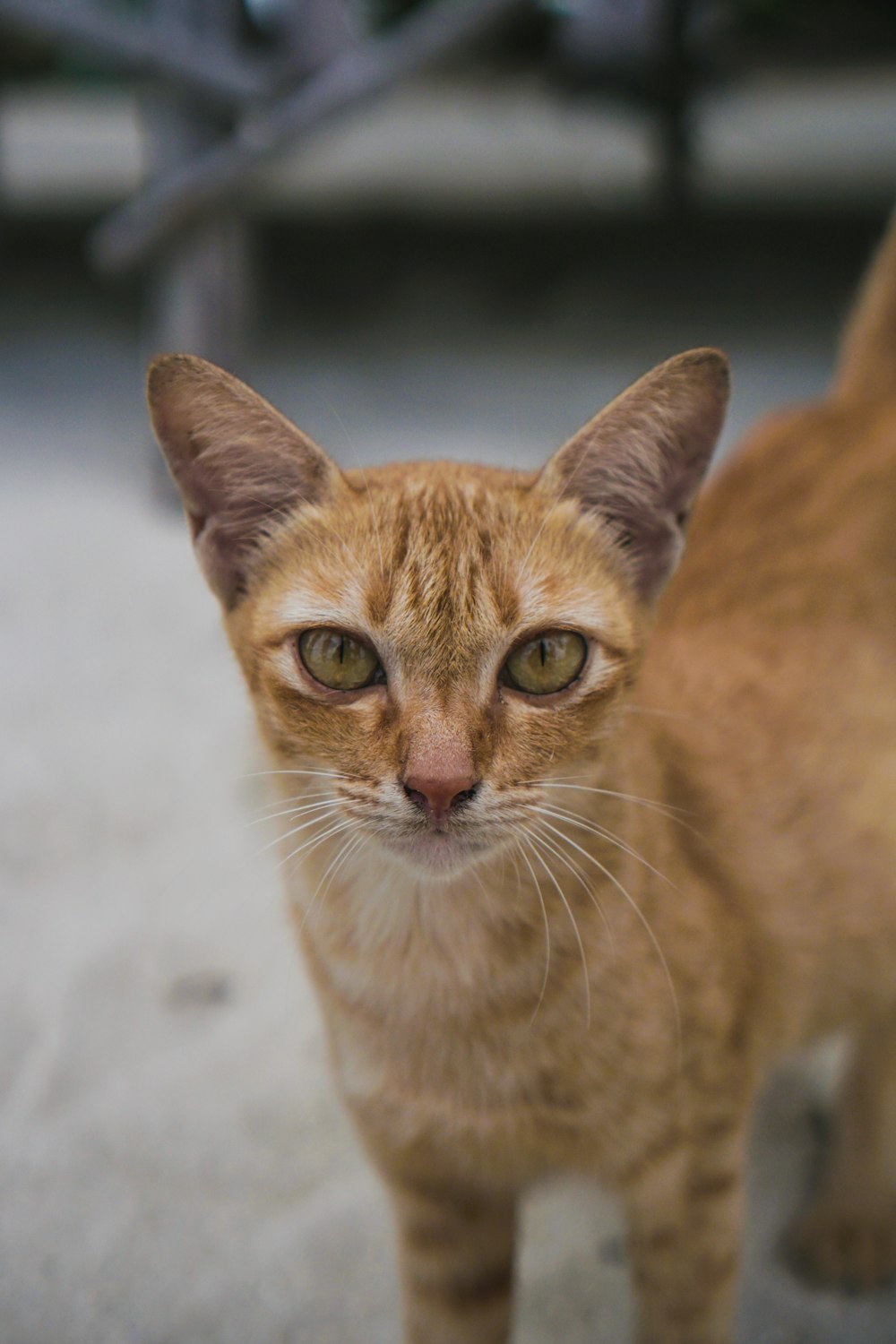 chat tigré orange