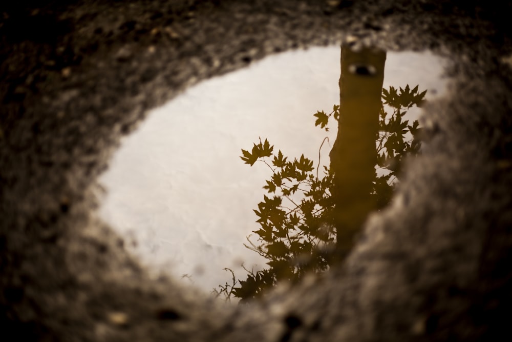 reflection of tree on puddle