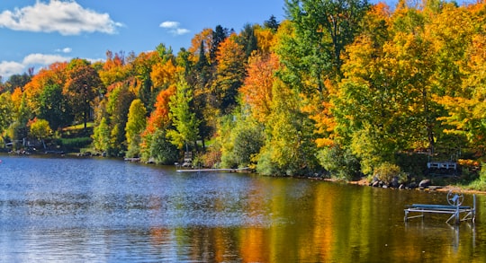 green and orange trees near body of water during daytime in Piopolis Canada