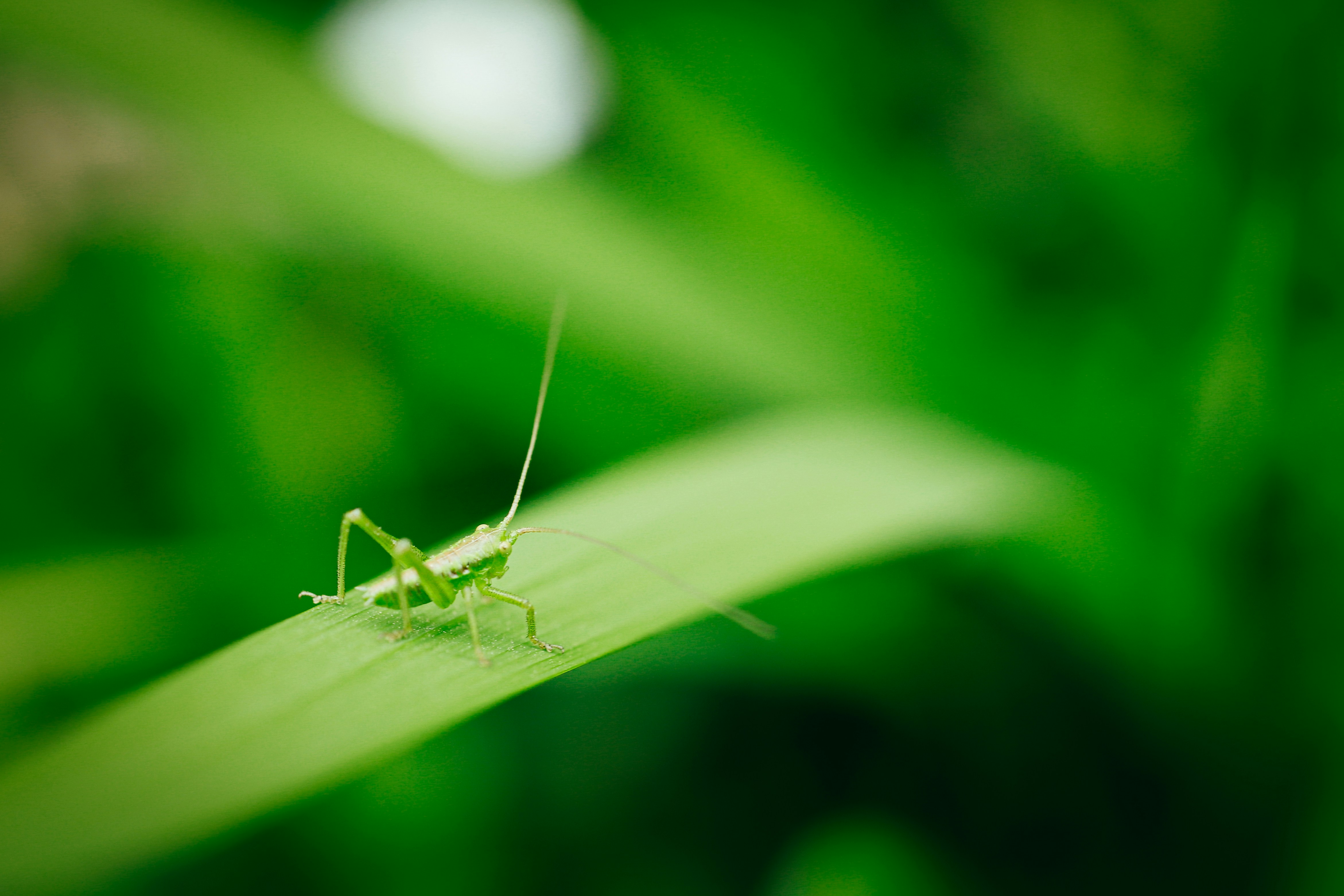 Photo by shimikumi32