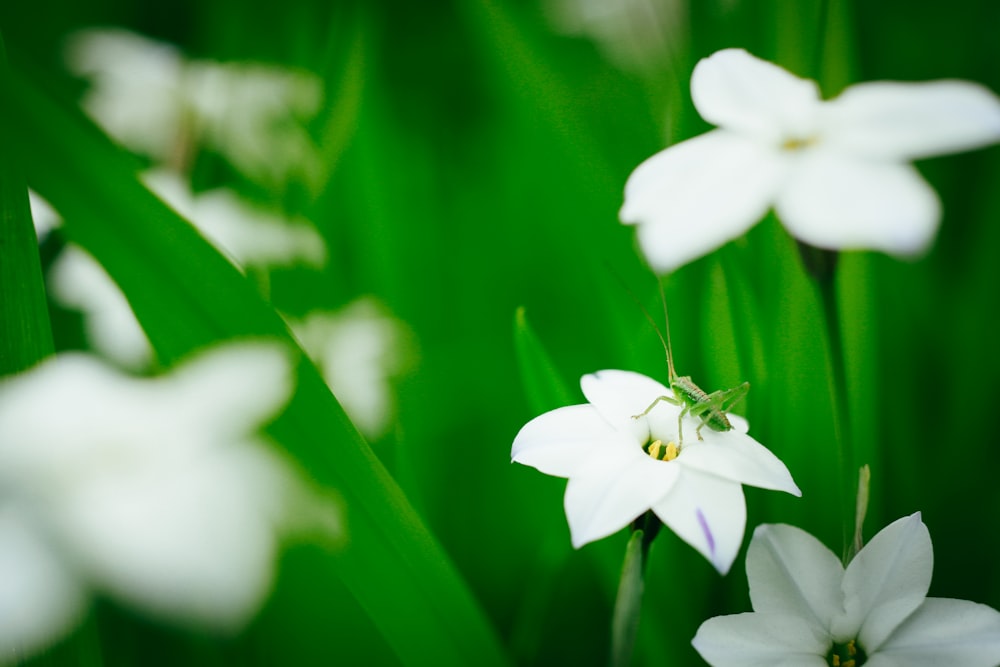 green grasshopper in white petaled flower