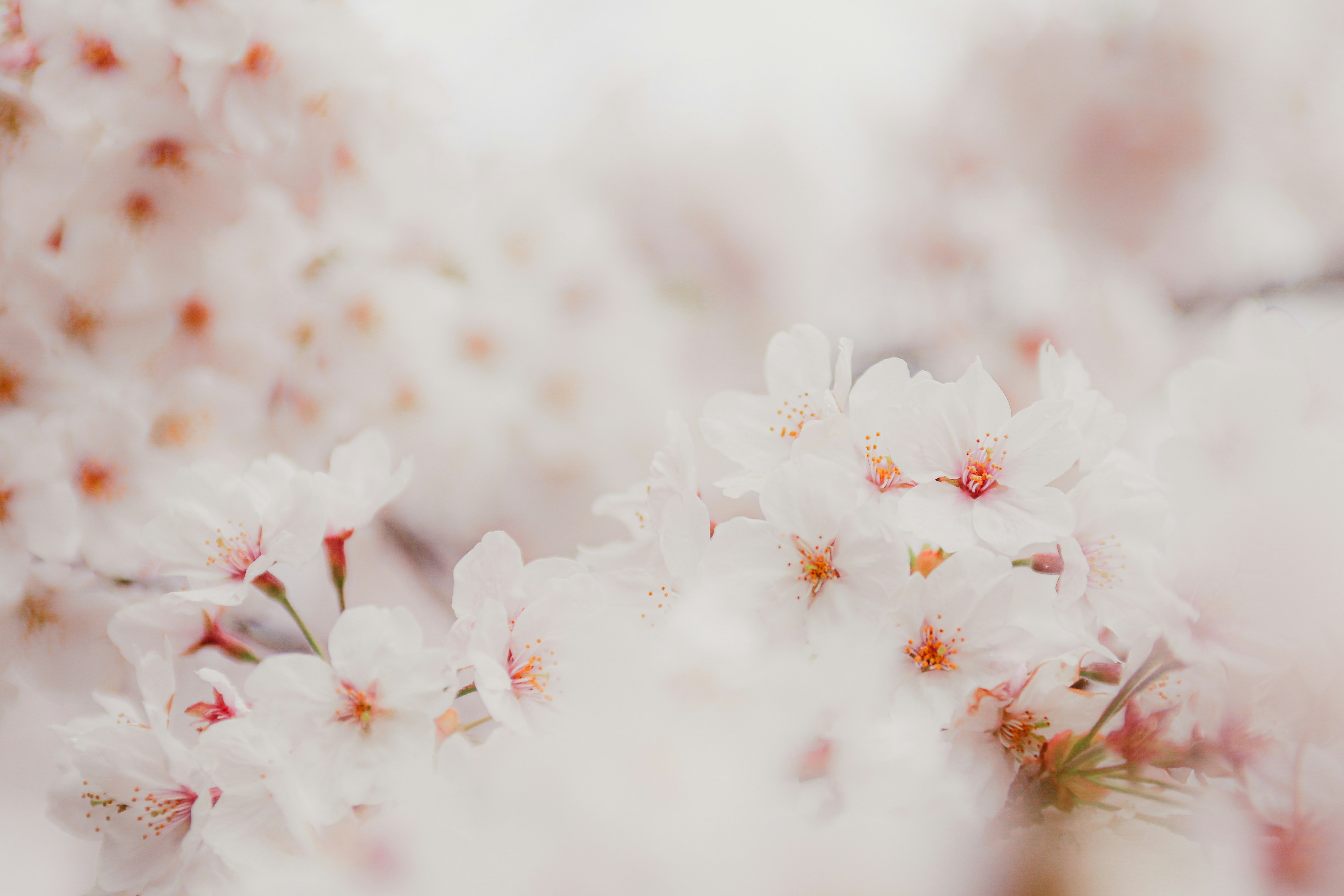 Photo by shimikumi32