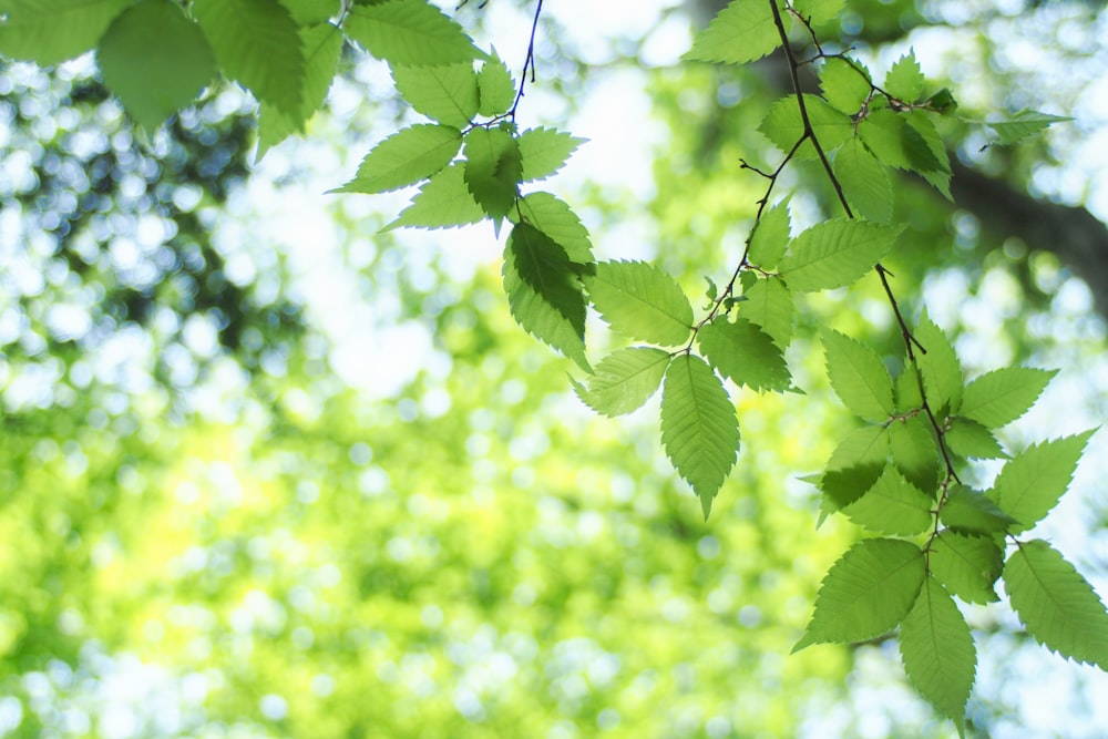 green leaves