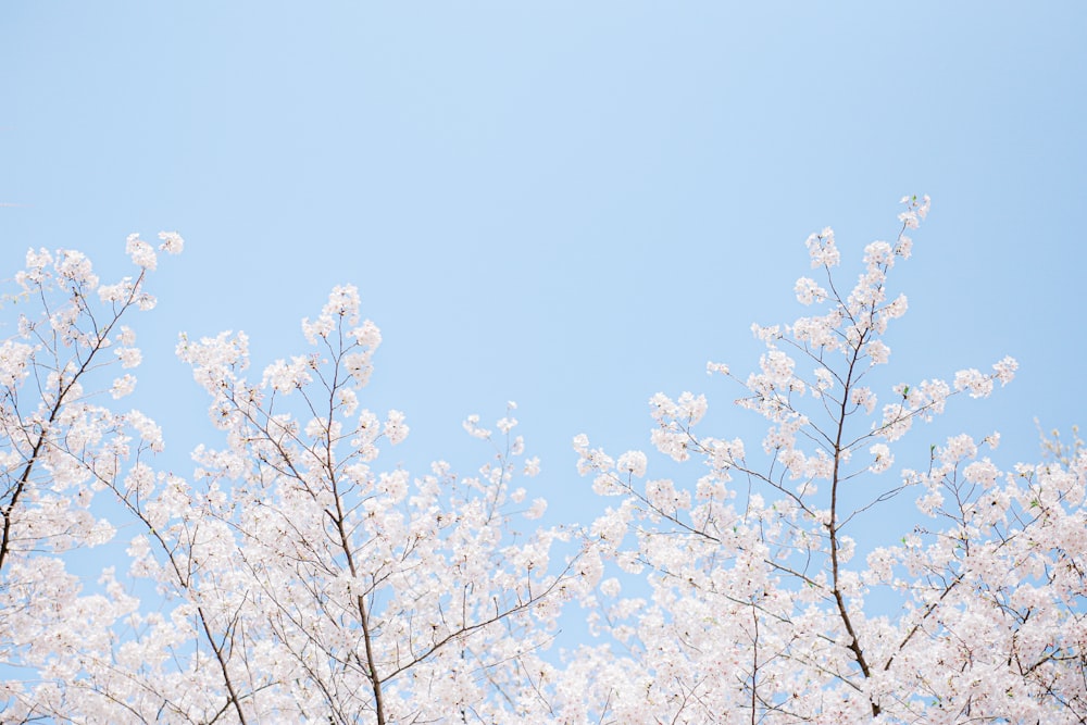 foto di messa a fuoco superficiale di fiori di ciliegio bianchi