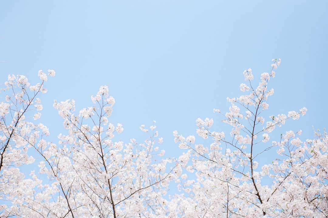 司馬庫斯三月還有櫻花嗎？春季賞櫻攻略