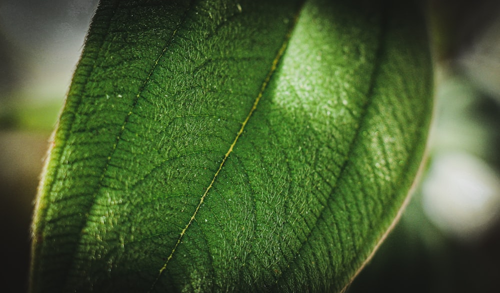 green leaves