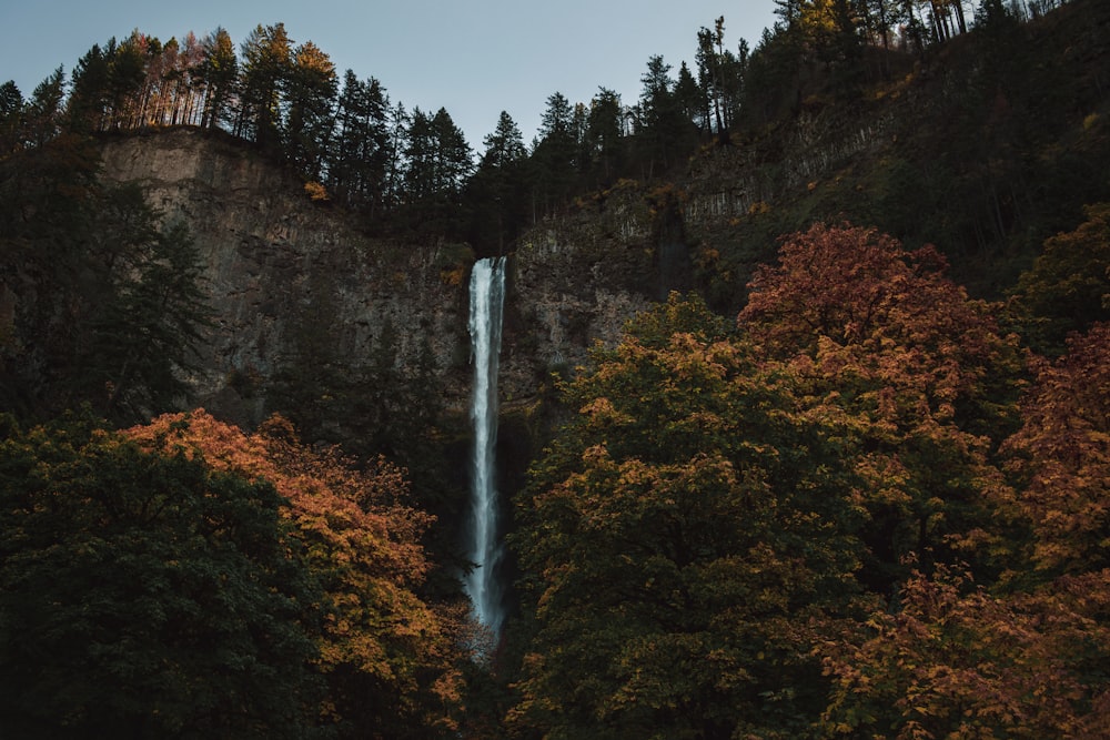 waterfall surrounded with trees