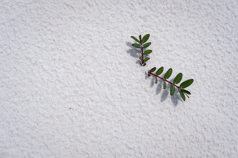 green-leafed plant