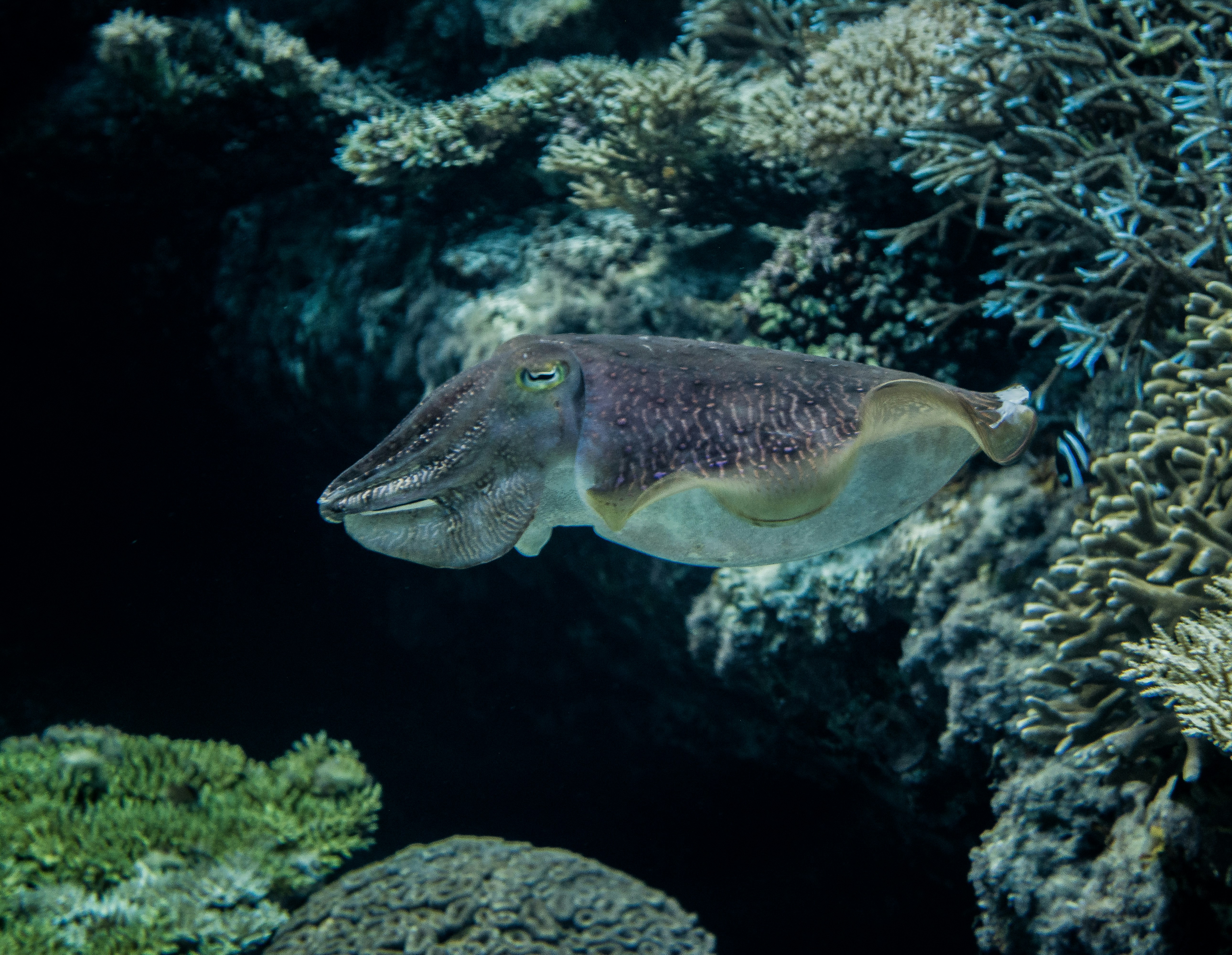 Photo by stefanshanghai