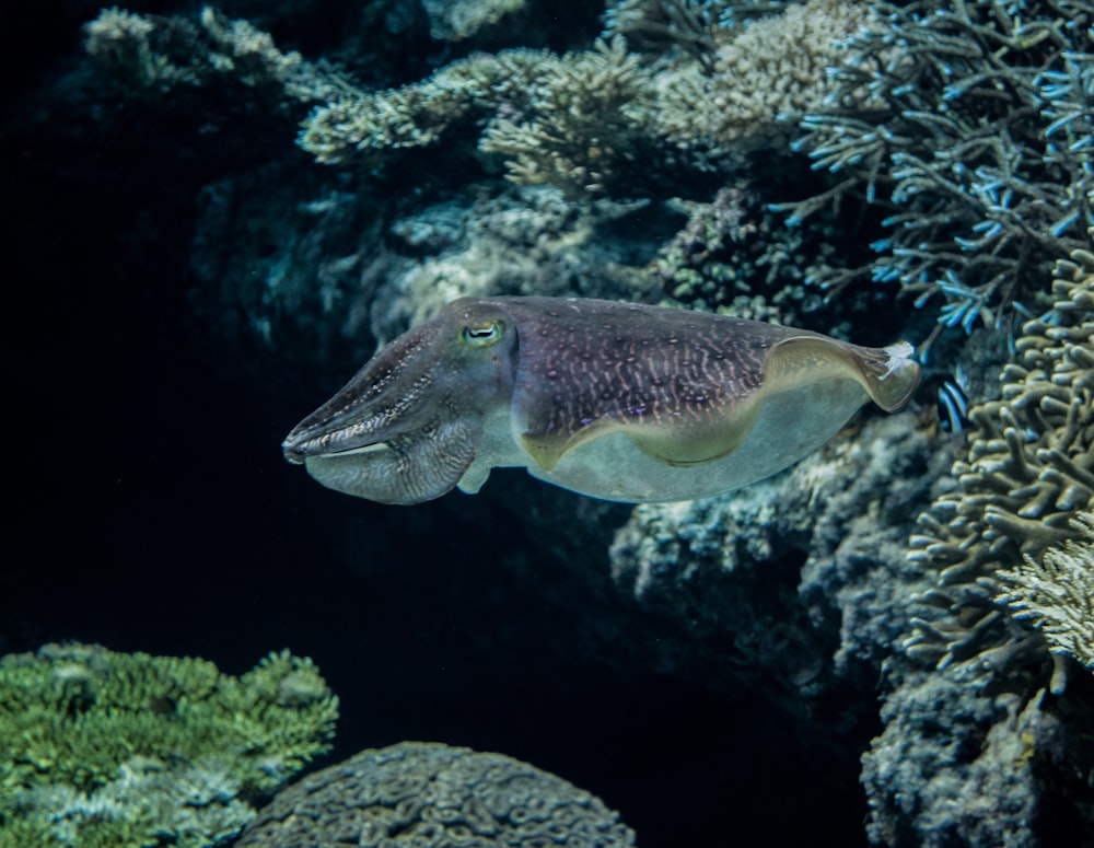 white and gray fish under the sea